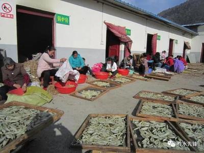 柞水县红岩寺镇 党建引领，社区工厂助力脱贫，中药材产业焕发新活力